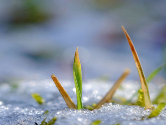 Bild mit Gräser, Winter, Schnee, Eis, Makro, nahaufnahme, Sonnenlicht
