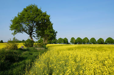 Bild mit Gelb, Grün, Pflanzen, Gräser, Himmel, Bäume, Wolken, Blau, Sonne, Raps, Landschaft, Gras, Haine, Knicks, Schleswig, Holstein