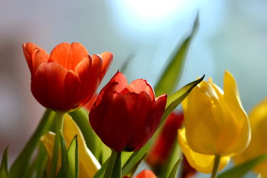 Bild mit Gelb, Grün, Frühling, Rot, Blau, Blätter, Tulpen, Licht, frühjahr, Geniessen, Freude, Frühlingsboten