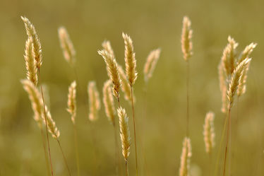 Bild mit Gräser, Gras, Feld, Felder, Tapeten, Hintergründe, Wiesen, Pollen, Abendlicht, Ostfriese, Kargfelder, Kargwiesen