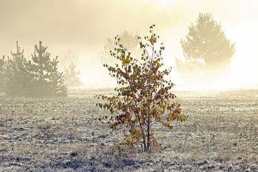 Bild mit Bäume, Winter, Nebel, Sonne, Gegenlicht, Kälte, Frost, Idylle, Raureif, Dunst, Ostfriese, Morgenlicht, Nebelwand, Umrisse