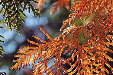 Bild mit Herbst, Blätter, Makro, Gegenlicht, nahaufnahme, Nadeln, Taxus, neue, Abgestorbene