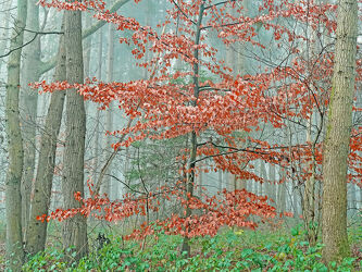 Bild mit Bäume, Wälder, Herbst, Tanne, Nebel, Mischwald, Buche, Unterholz, Lärche