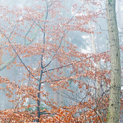 Bild mit Bäume, Herbst, Nebel, Kälte, Wipfeln