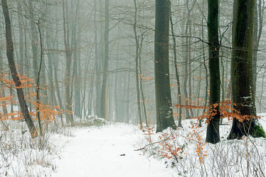 Bild mit Bäume, Winter, Schnee, Nebel, Wald, Laub, Dunst