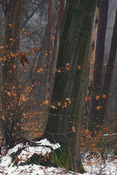 Bild mit Winter, Schnee, Baumstamm, Blätter, Buchen, Tropfen, Buchenblätter