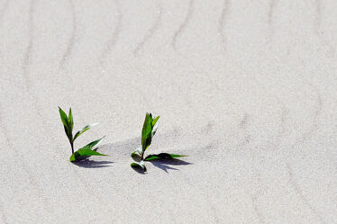 Bild mit Grün, Pflanzen, Sand, Strand
