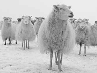Bild mit Säugetiere, Winter, Schnee, Schafe, Kälte, familie, wolle, Schwarzweiß, Leithammel, Boss
