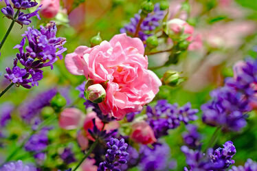 Bild mit Frühling, Herbst, Rosen, Lavendel, Sommer