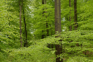 Bild mit Grün, Bäume, Frühling, Blätter, Laubwälder, Erholung, Wandern, Ausspannen