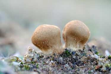 Pilze auf kargem Land