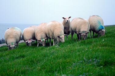 Bild mit Säugetiere, Schafe, Abend, Fressen, Deiche, Nutztiere, Deich, grasen, Deichpflege