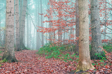 Bild mit Herbst, Laubbäume, Nebel, Wald, Blätter, Wanderweg, Ausspannen, Zweige, Morgens, Frühe