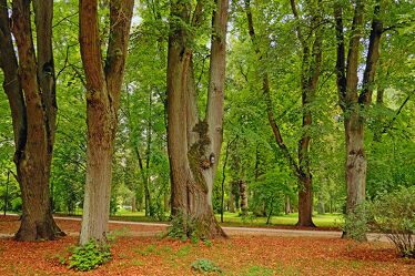 Bild mit Bäume, Herbst, Stadtpark, Ausspannen, Laub, Bad_Kissingen