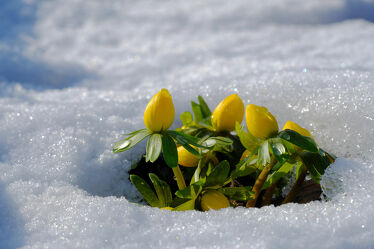Bild mit Pflanzen, Winter, Schnee, Eis, Blumen, frühjahr, Sonnenstrahlen, Winterlinge