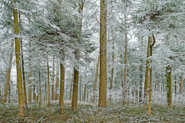 Bild mit Wälder, Wald, Kälte, Frost, Raureif, Nadelwälder, Fruehjahr, Nachtfröste