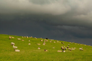 Bild mit Wolken, Küste, Schafe, Ostfriesland, Wind, sturm, Deiche, Seedeich, Schutzzone, Emsdeich