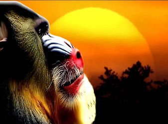 Gorilla bei Sonnenuntergang