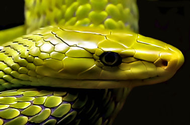 Schlangen Grüne Mamba