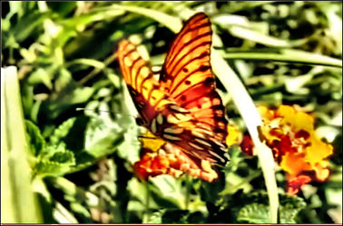 Bild mit Insekten, Makroaufnahme, Digital Art, Tiere & Insekten, Schmetterling, Insekt