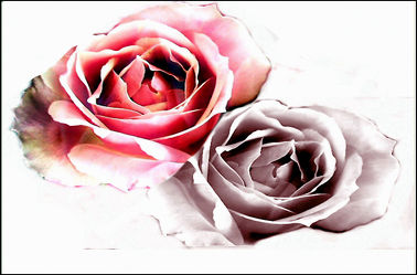 Bild mit Blumen, Rosen, Rosenblüte, Digital Art, Design, Rosenträume, Digitale Kunst, Digitale Blumen