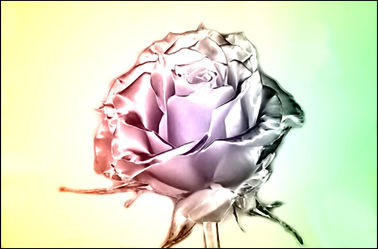 Bild mit Rose, Makro Rose, Rosenblüte, Blumen im Makro, Digitale Kunst, Blumenmakro, Digitale Blumen
