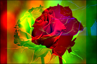 Bild mit Rosen, Blumen im Makro, Digitale Kunst, Digitales, Blumenmakro, Digitale Blumen