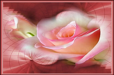 Bild mit Rosen, Makro Rose, Rosenblüte, Blumen im Makro, Digitale Kunst, Digitales, Blumenmakro, Digitale Blumen