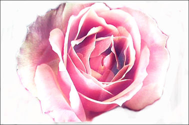 Bild mit Rose, Makro Rose, Rosenblüte, Blumen im Makro, Digital Art, Digitale Kunst, Blumenmakro, Digitale Blumen