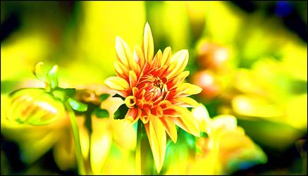 Bild mit Blumen im Makro, Blumiges, Blumenmakro, Digitale Blumen