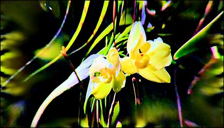 Bild mit Orchideen, Blütenzauber, Blumen im Makro, Blumiges, Blumenmakro