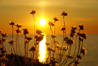 Bild mit Gräser, Blumen, Sonnenuntergang, Sonnenaufgang, Blume, Sonnenuntergänge, nelken, Nelke