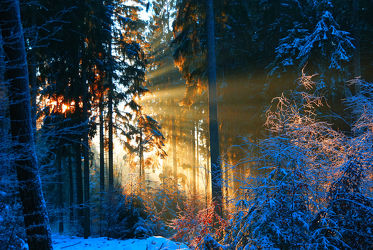 Bild mit Natur, Winter, Wälder, Sonnenuntergang, Sonnenaufgang, Sonne, Wald, Sonnenstrahlen, Sonnenlicht, Winterwald