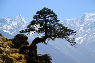 Himalaya Kiefer