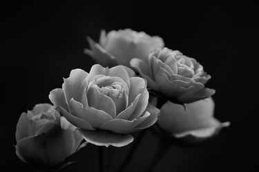 Bild mit Blumen, Rosen, Blume, Rose, Blüten, Portfolio, blüte, schwarz weiß, SW