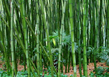Bild mit Grün, Bambus, bamboo, Tapete, Tapeten Muster, Harmonie in Grün, wandtapete, fototapete, bambuswald, tunnel