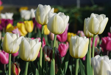 Bild mit Weiß, Frühling, Tulpe, Tulips, Tulpen, weiss, Tulip, intensiv, farbenfroh, leuchtend, tulpenpracht, tulpenbeet, frühblüher, frühjahr, weisse