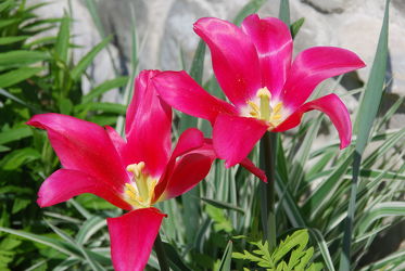 Bild mit Frühling, Tulpe, Tulips, Tulpen, Tulip, leuchtend, tulpenpracht, tulpenbeet, frühblüher, frühjahr