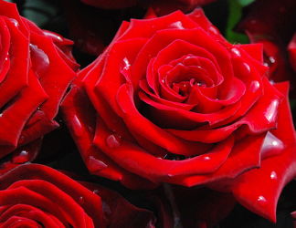 Bild mit Rot, Rosen, Rose, Roses, Schönheit, blüte, beetrose, edelrose, edel, rote