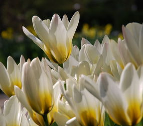 Bild mit Frühling, Tulpe, Tulips, Tulpen, weiss, Tulip, tulpenbeet, frühblüher, frühjahr, Deko, dekorativ, weisse tulpen