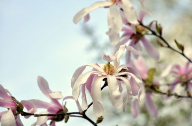 Bild mit Frühling, Frühlingsgefühle, wandtapete, fototapete, frühblüher, zart, dekorativ, wandschmuck, Magnolie, Magnolienblüte, Magnolienbaum