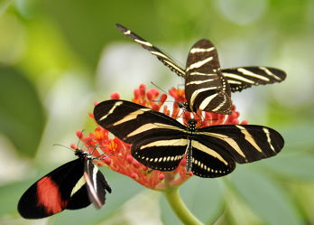 Bild mit Schmetterlinge, Schmetterling, exotische Schönheiten, butterfly, papillon, Tagfalter, Falter, farbenprächtig, schillernd