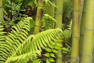 Bild mit Pflanzen, Bambus, Pflanze, farn, Wellness, bambuswald, farnblatt, farnblätter, bambusstangen, bambusrohr, bambuspflanze, Bambusblatt, Bambusblätter