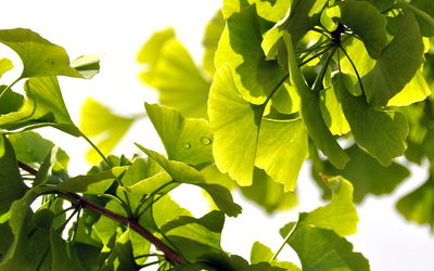 Bild mit Grün, Baum, Blätter, green, grüntöne, ginkgo, ginkgobaum, ginkgoblätter, ginko, ginkobaum, ginkoblätter, harmonie