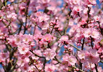 Bild mit Frühling, Mandelblüte, Frühlingsgefühle, Frühlingsgefühle, Mandelblüten, frühjahr, zart, mandelbäumchen, dekorativ