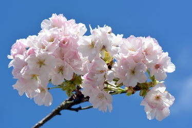 Bild mit Rosa, Frühling, weiss, Mandelblüte, Frühlingsgefühle, Mandelblüten, frühjahr, zart, mandelbäumchen, dekorativ