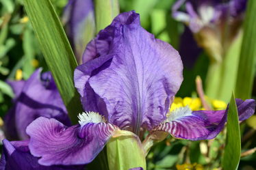Bild mit Lila, Violett, Makro, Iris, Blütenreich, nahaufnahme, macro, sibirische, schwertlilie