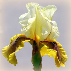 Bild mit Gelb, Iris, Quadratisch, Blütenreich, blüte, nahaufnahme, schwertlilie, gelbtöne, quadrat, schwertlilien