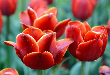 .. tulips ..