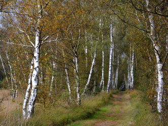 Bild mit Bäume, Birken, Baum, Birke, Weg, Waldweg, Spazierweg, Allee, birkenallee